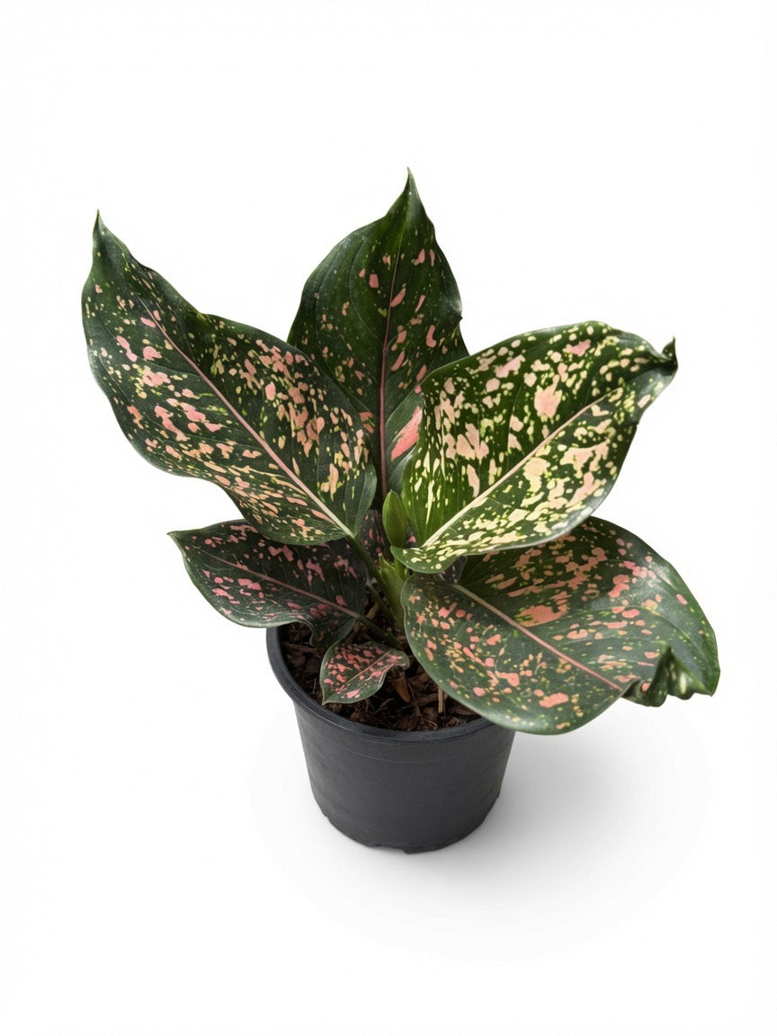 Aglaonema