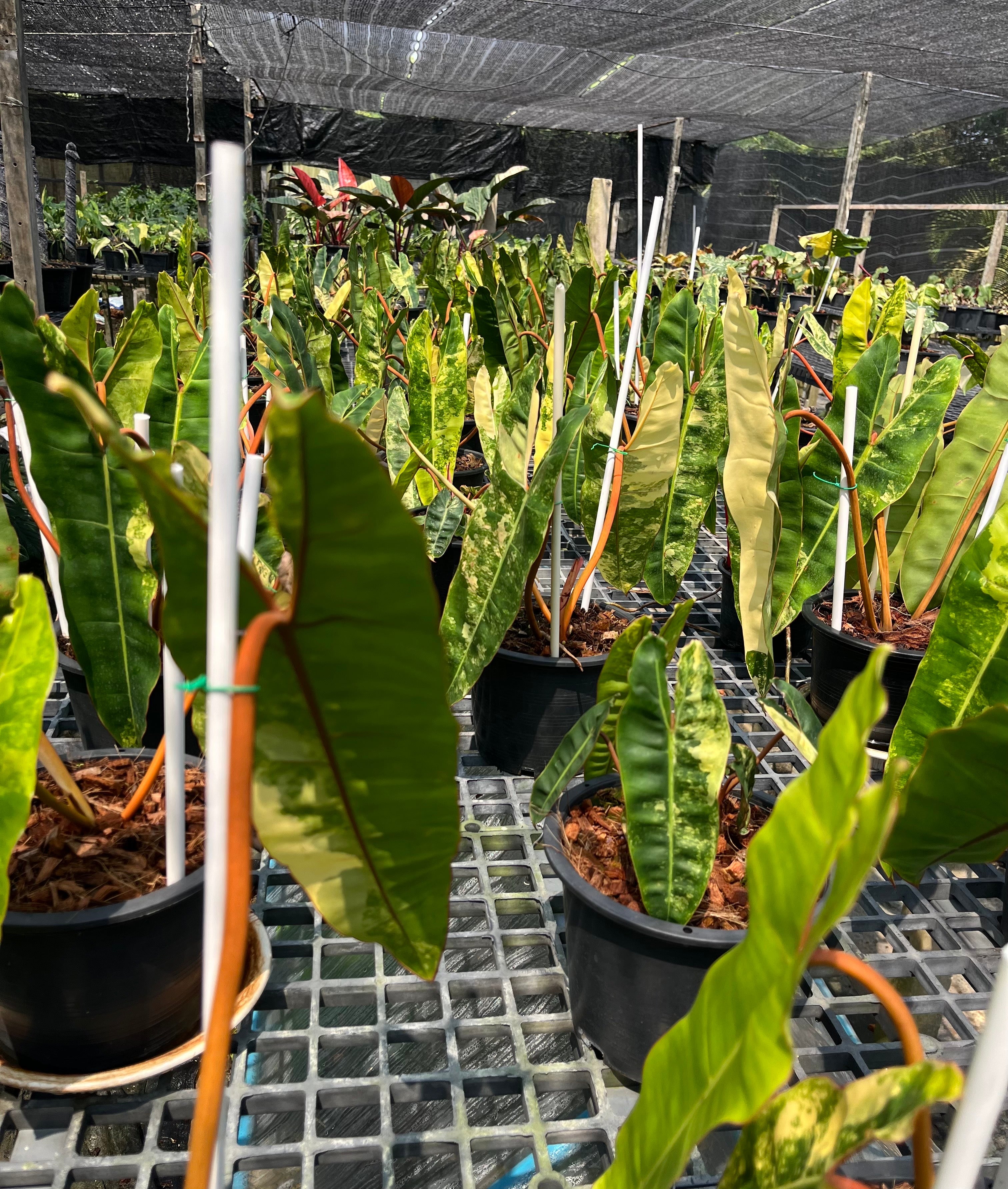 Philodendron