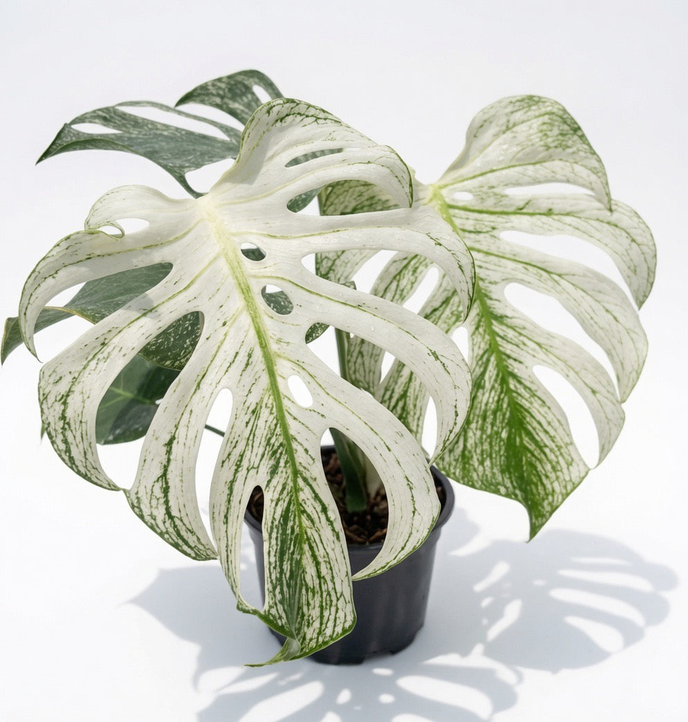 Monstera Deliciosa ‘Devil Monster’ in 6 inche pot