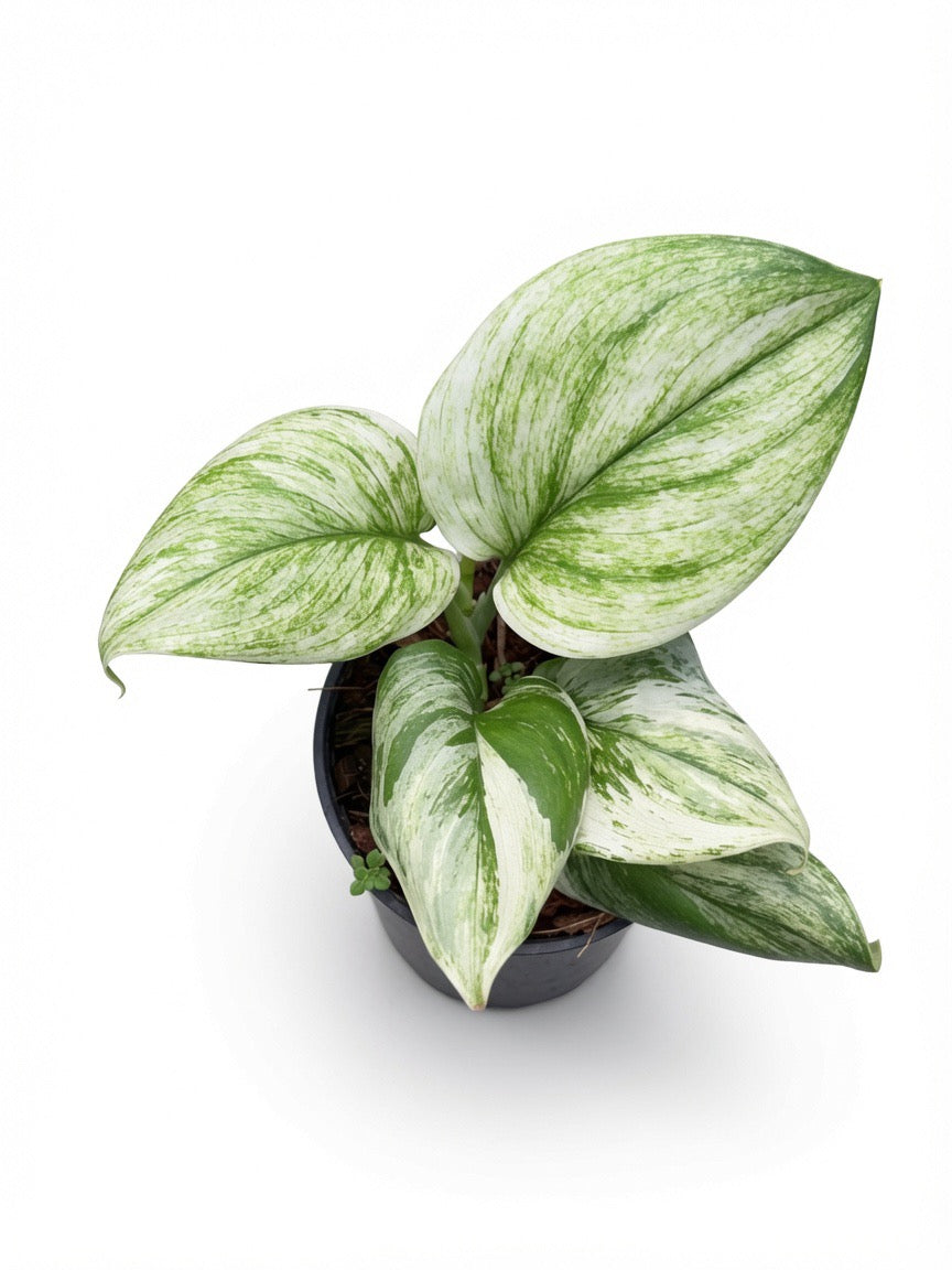 Scindapsus