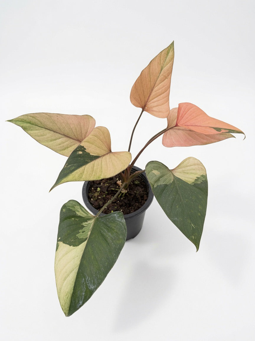 Homalomena