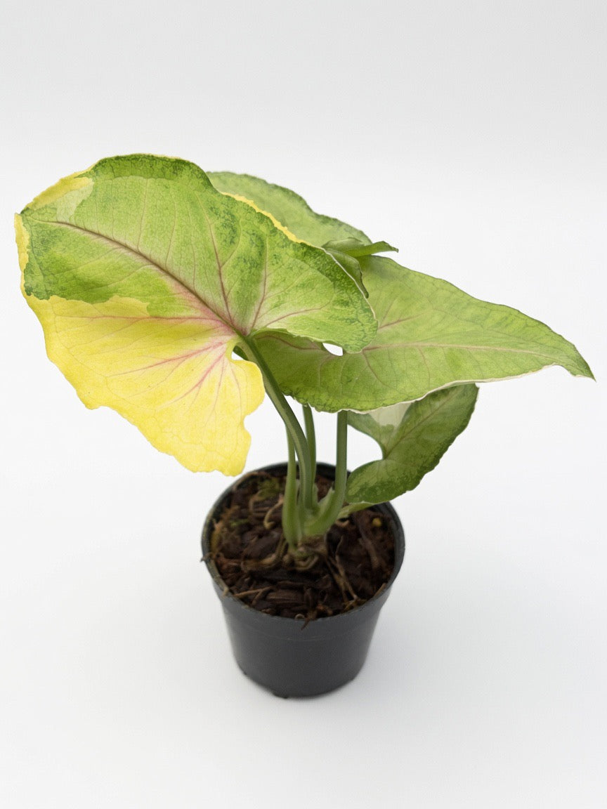 Syngonium
