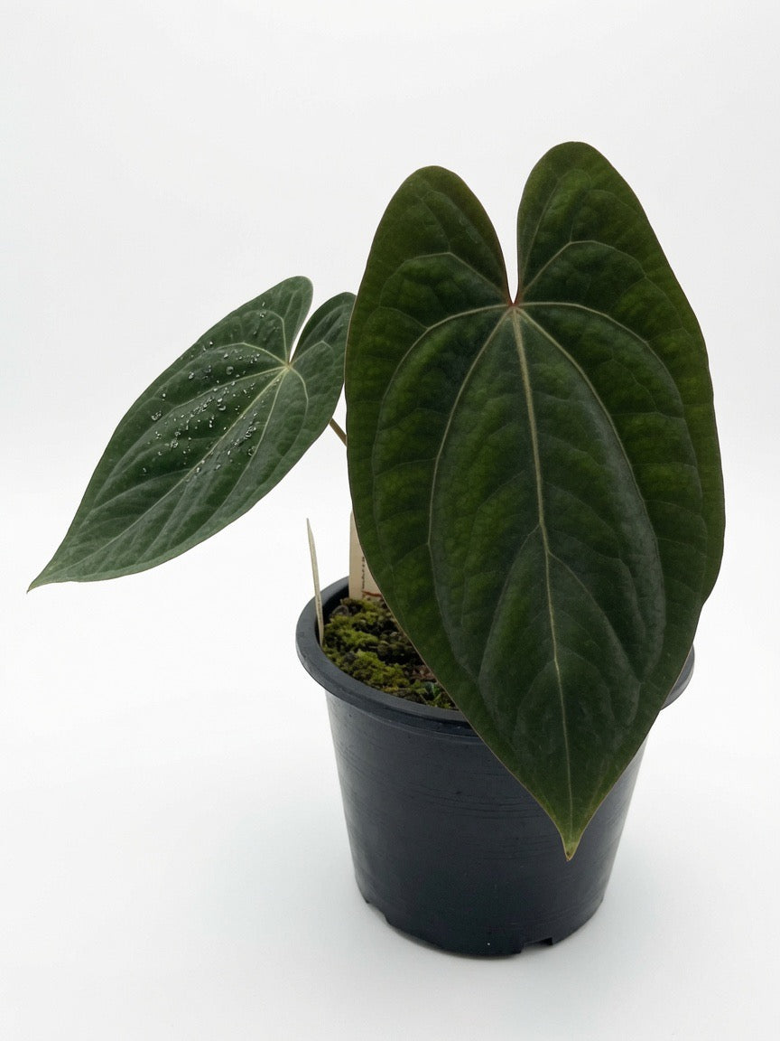 Anthurium Red Vein Dark Phoenix in black pot - rare dark velvet foliage hybrid with striking prominent red veins