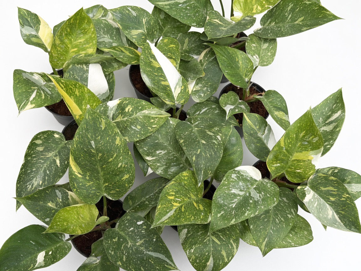 Philodendron White Princess Tricolor Variegated - Set of 10 Plants