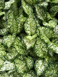 Aglaonema Anyamanee White (White Gem/ White Jewel Aglaonema) - Set of 10 Plants