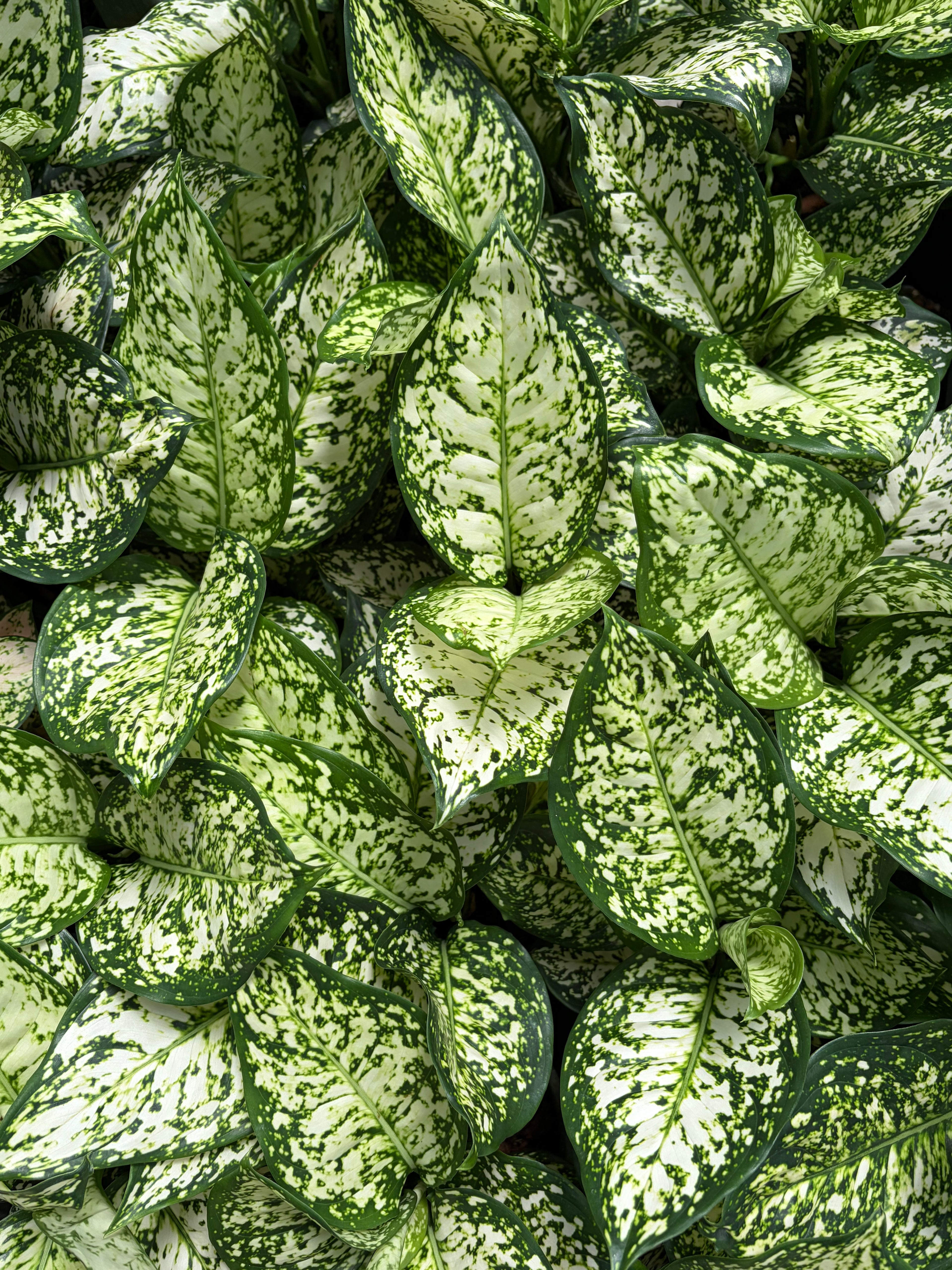 Aglaonema Anyamanee White (White Gem/ White Jewel Aglaonema) - Set of 10 Plants