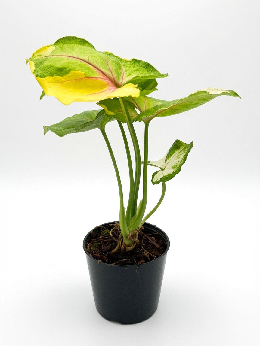 Syngonium Orm Thong Variegated (Mango Allusion Variegated Aurea) - Set or 10 Plants