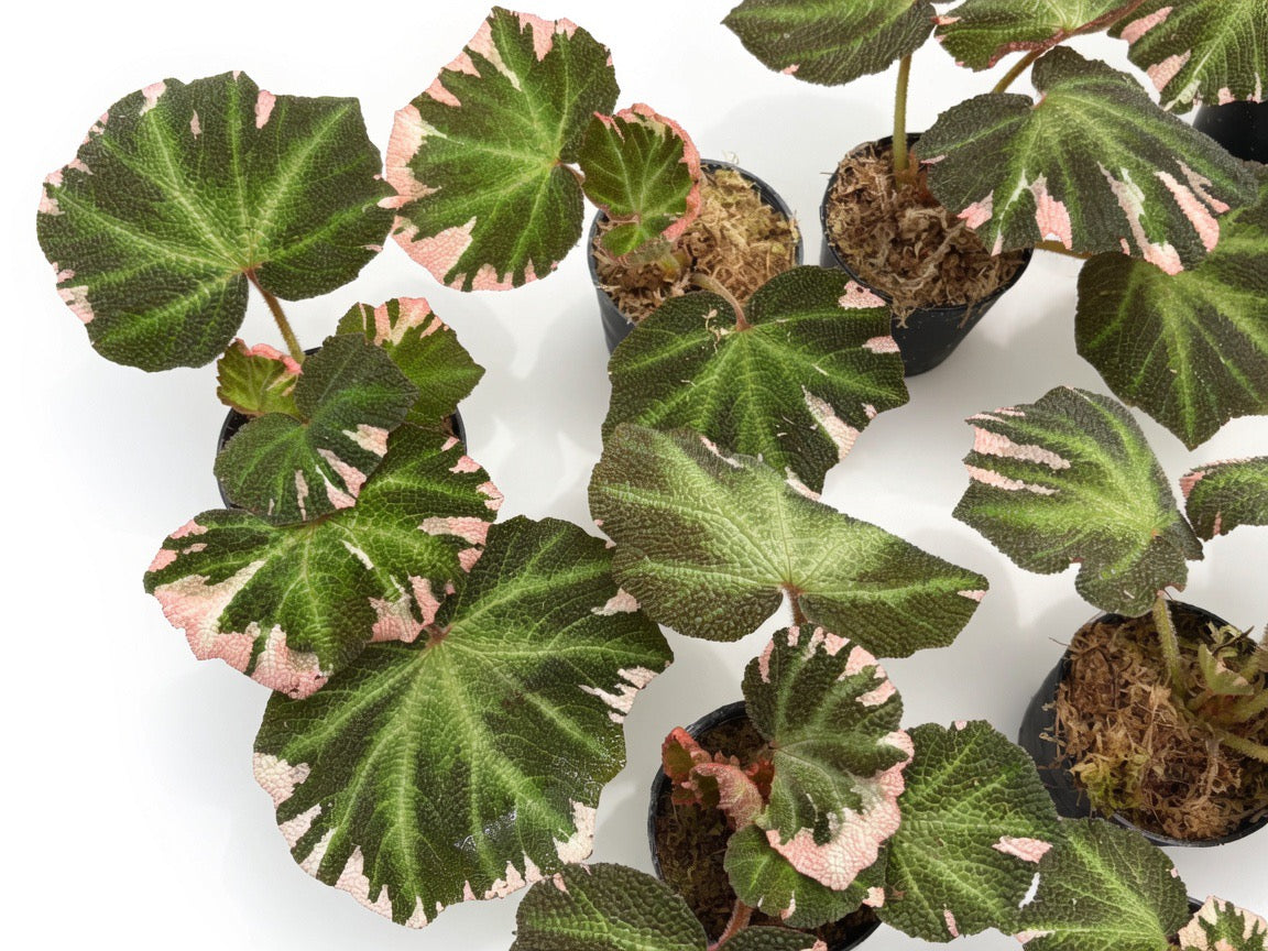Begonia Soli Mutata Variegated - Set of 10 Plants