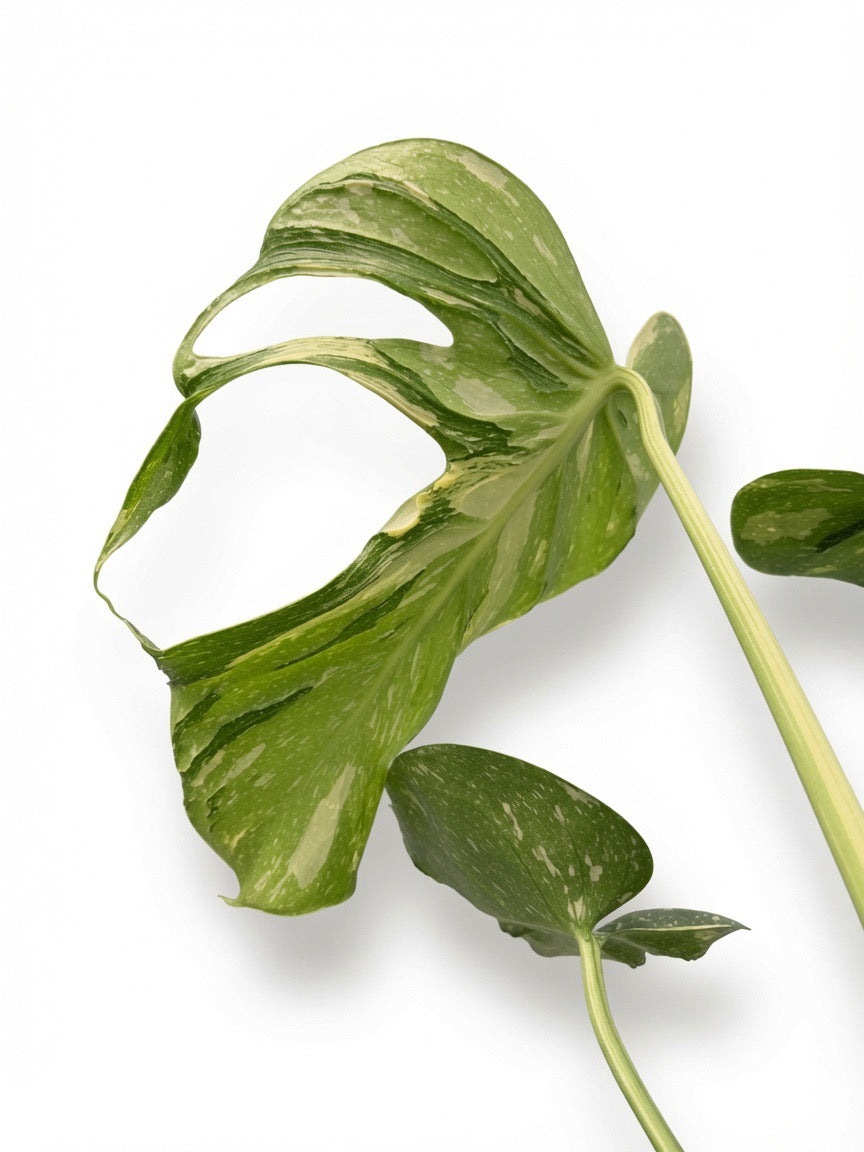 Close-up of Monstera Deliciosa ‘Medusa’ Variegated leaf showing dramatic white splash and marbled variegation on dark green fenestrated foliage, premium rare plant