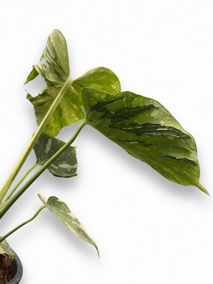 Close-up of Monstera Deliciosa ‘Medusa’ Variegated leaf showing dramatic white splash and marbled variegation on dark green fenestrated foliage, premium rare plant