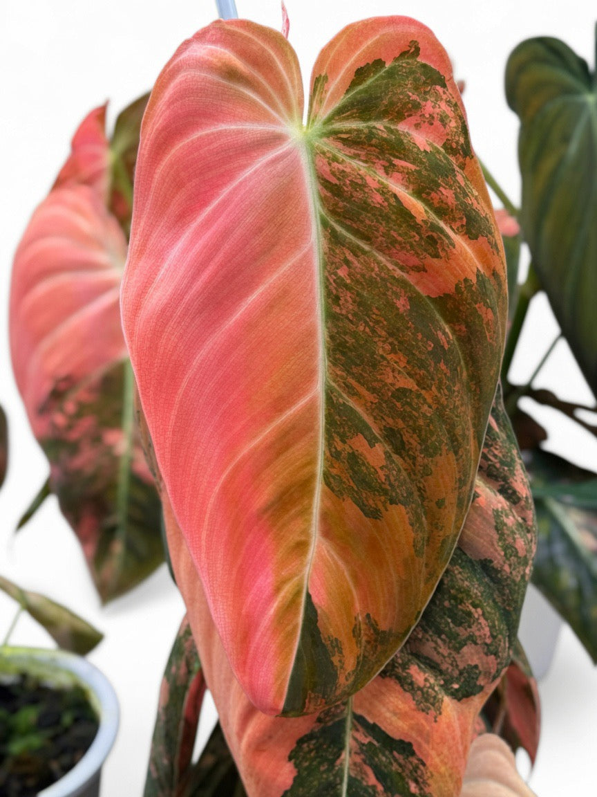 Philodendron Melanochrysum ‘Bon Fire’ Variegated - Set of 10 Plants