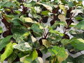 Philodendron Strawberry Shake Variegated - Set of 10 Plants