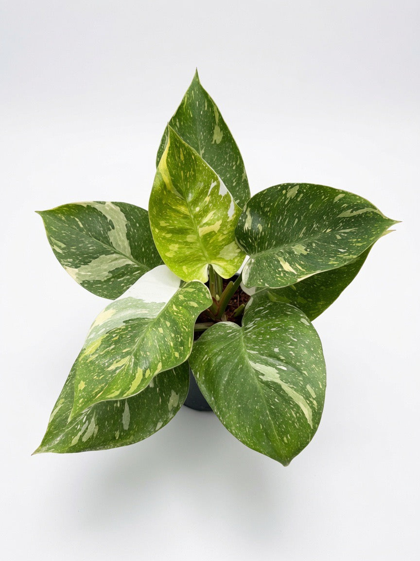 Philodendron White Princess Tricolor Variegated - Set of 10 Plants