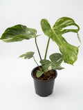 Medium size Monstera Deliciosa ‘Medusa’ Variegated potted plant with striking white variegation and twisting leaves, wholesale exotic plant specimen