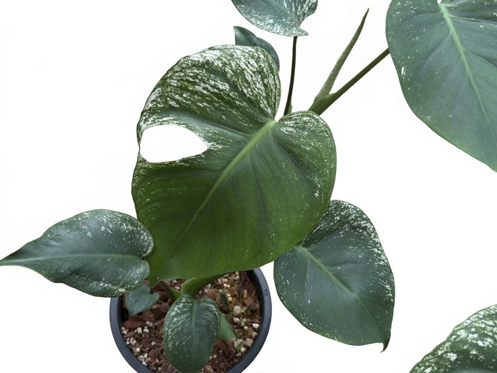 Monstera Deliciosa ‘Devil Monster’ Large Size (8-Inche Pot) - Set of 10 Plants