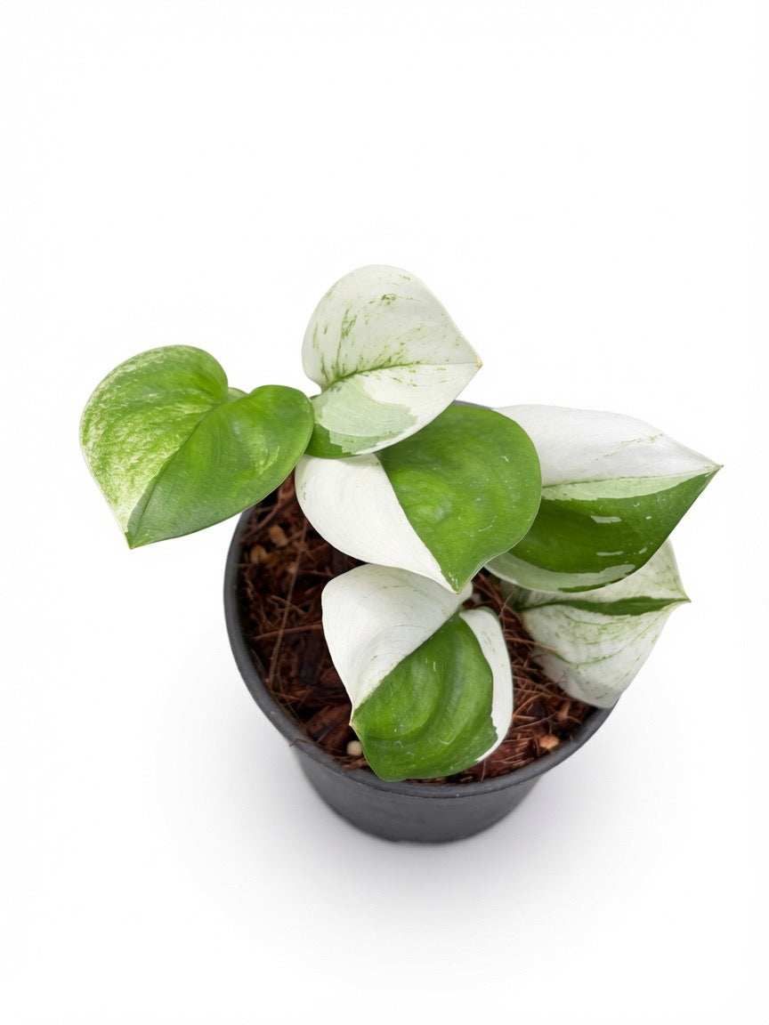Scindapsus Moonlight Albo Variegated - Set of 10 Plants