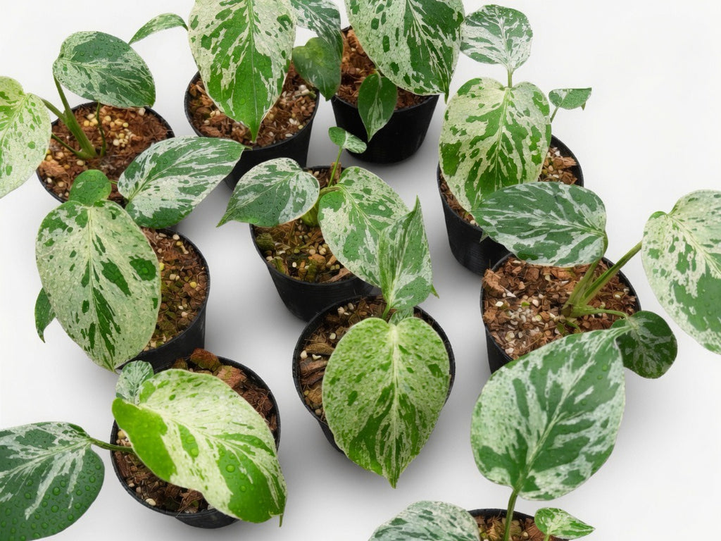 Monstera Deliciosa ‘Bulbasaur’ Variegated - Set of 10 Plants