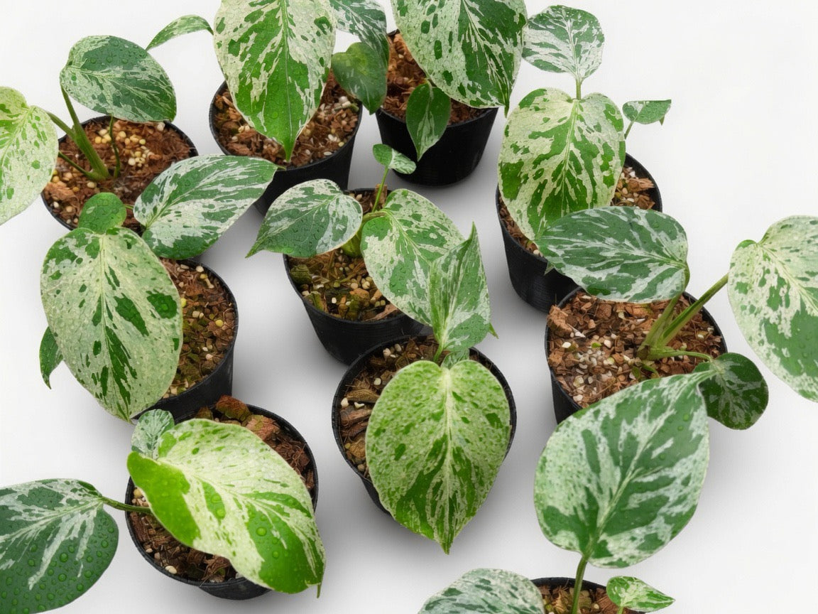 Monstera Deliciosa ‘Bulbasaur’ Variegated - Set of 10 Plants