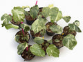 Monstera Deliciosa ‘Electro Light’ (Electrolyte) Mutation Tricolor - Set of 10 Plants