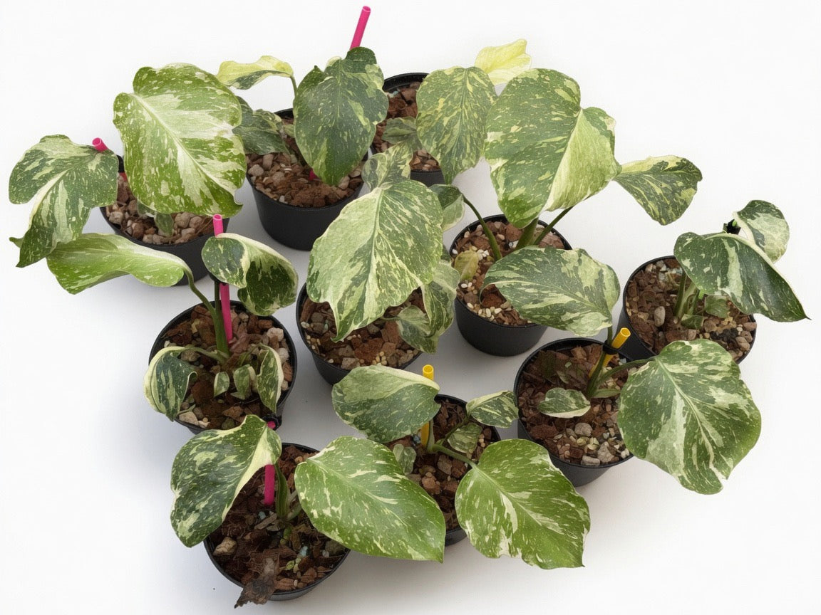 Monstera Deliciosa ‘Electro Light’ (Electrolyte) Mutation Tricolor - Set of 10 Plants