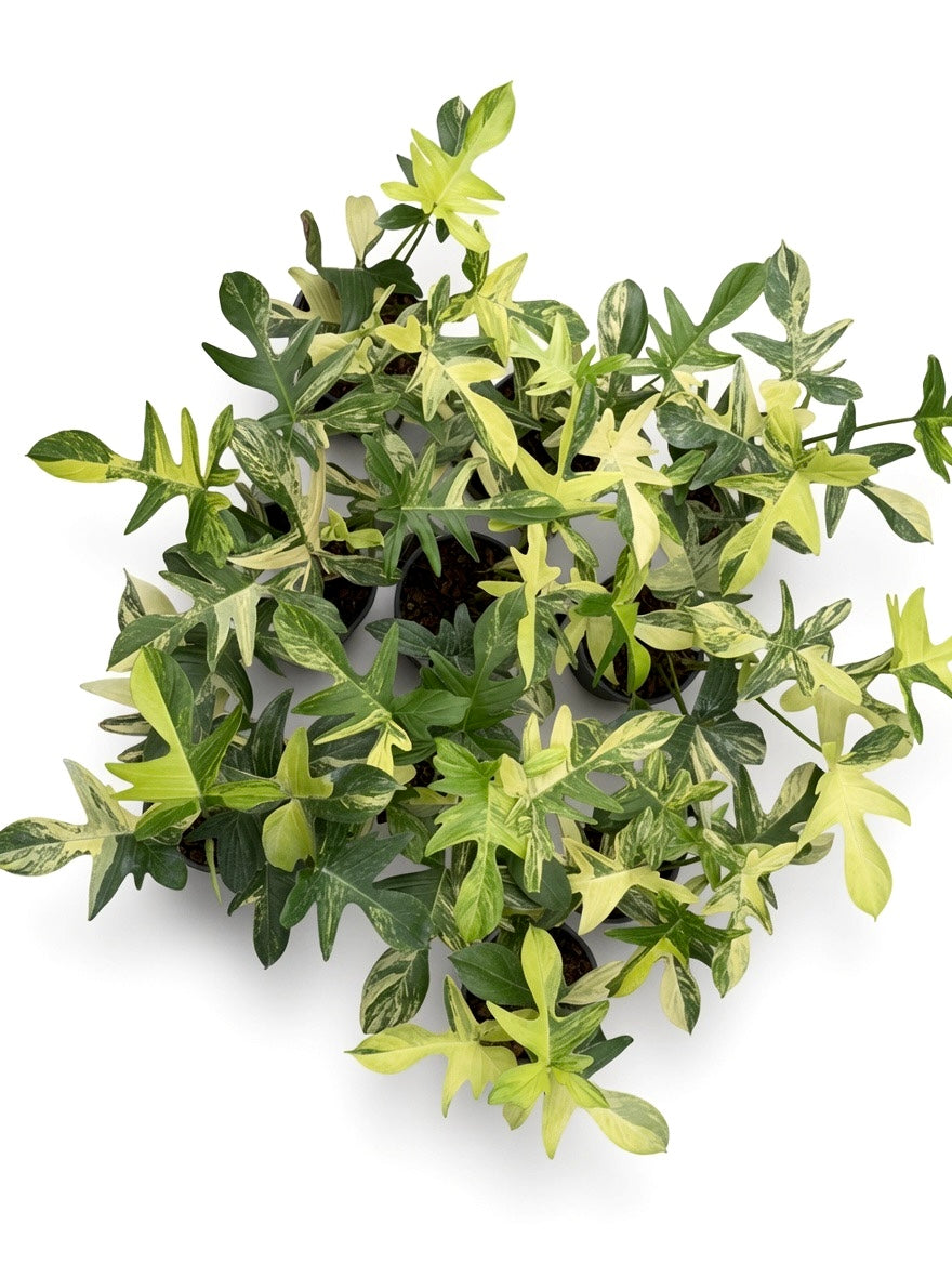 Philodendron Pedatum Variegated - Set of 10 Plants