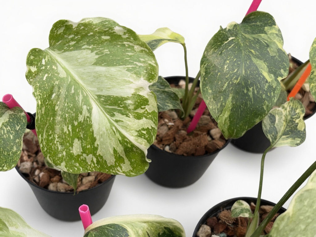 Monstera Deliciosa ‘Electro Light’ (Electrolyte) Mutation Tricolor - Set of 10 Plants
