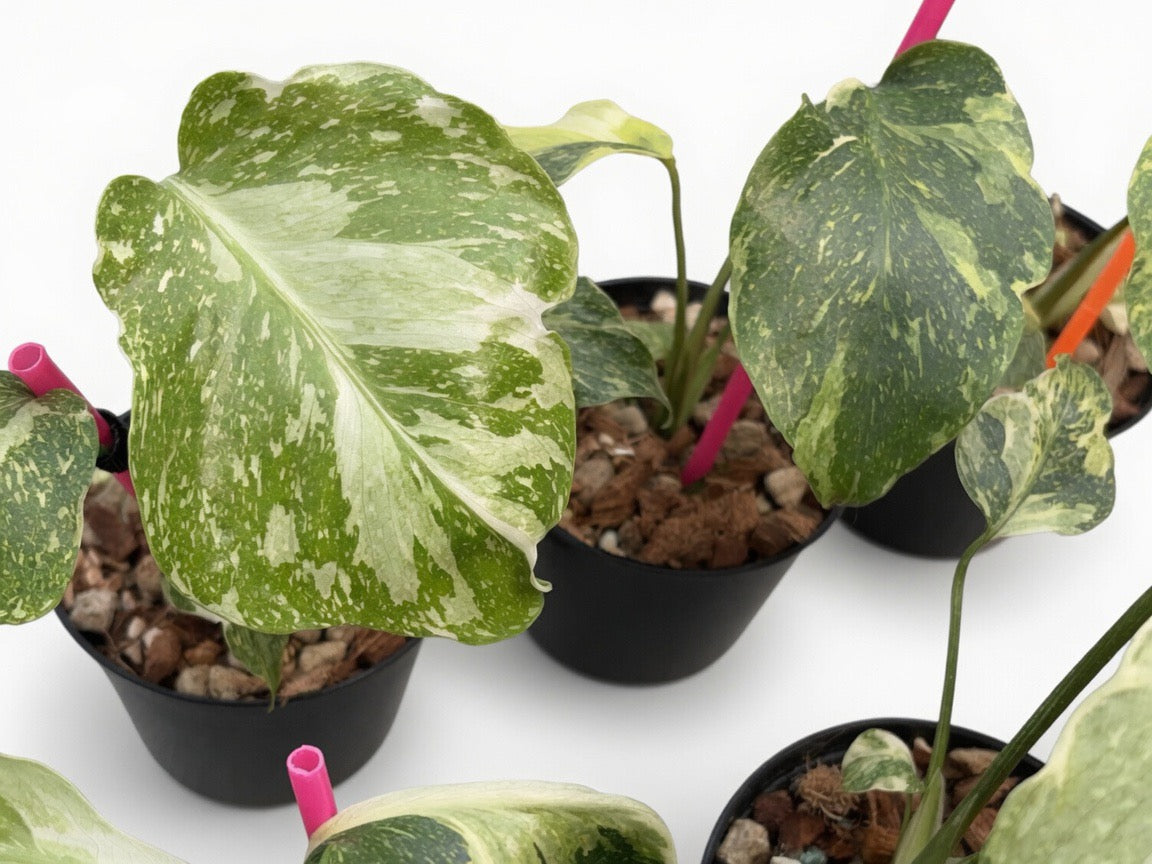 Monstera Deliciosa ‘Electro Light’ (Electrolyte) Mutation Tricolor - Set of 10 Plants