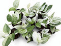 Scindapsus Moonlight Albo Variegated - Set of 10 Plants