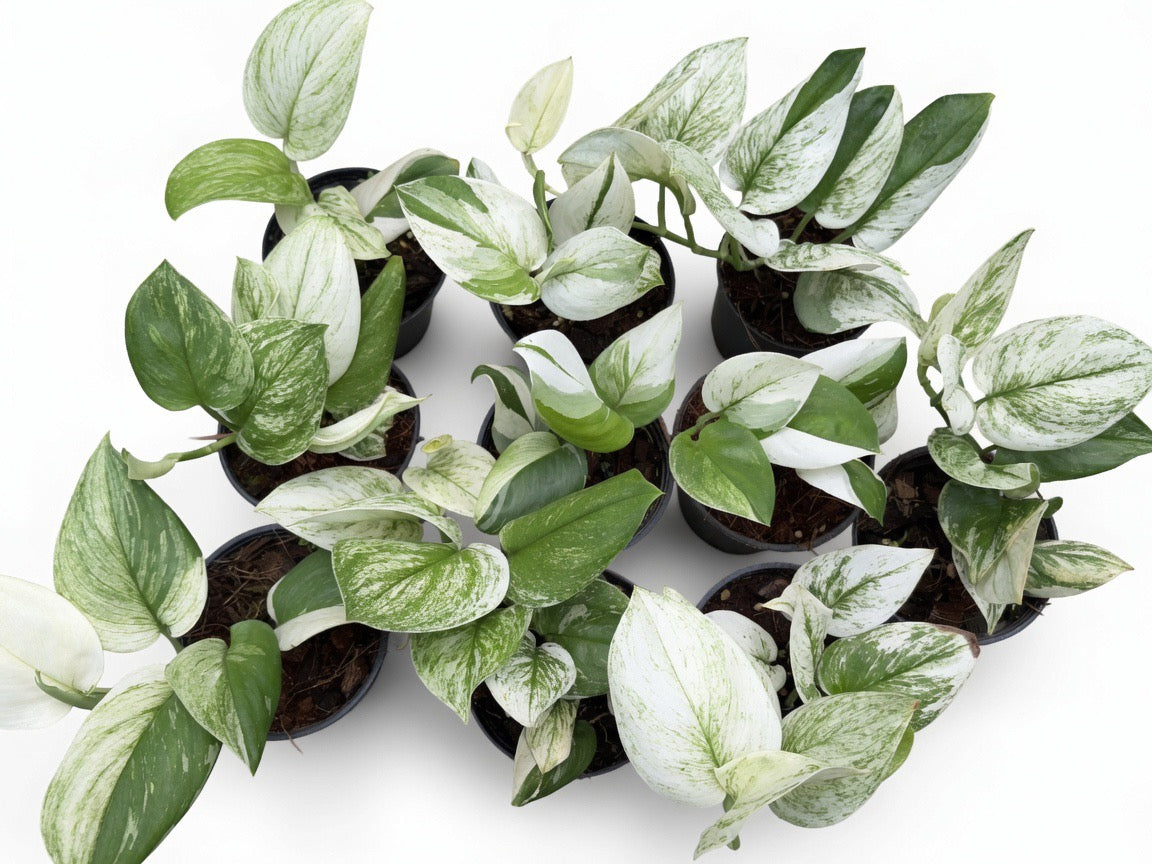 Scindapsus Moonlight Albo Variegated - Set of 10 Plants