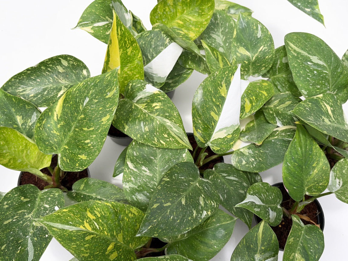 Philodendron White Princess Tricolor Variegated - Set of 10 Plants