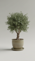 Red Maple Tree Mature Specimen