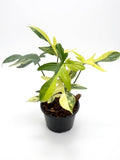 Philodendron Pedatum Variegated - Set of 10 Plants