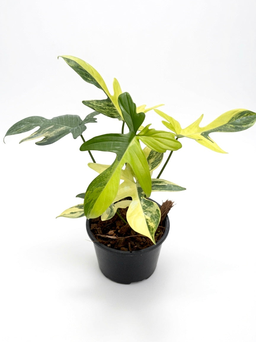 Philodendron Pedatum Variegated - Set of 10 Plants