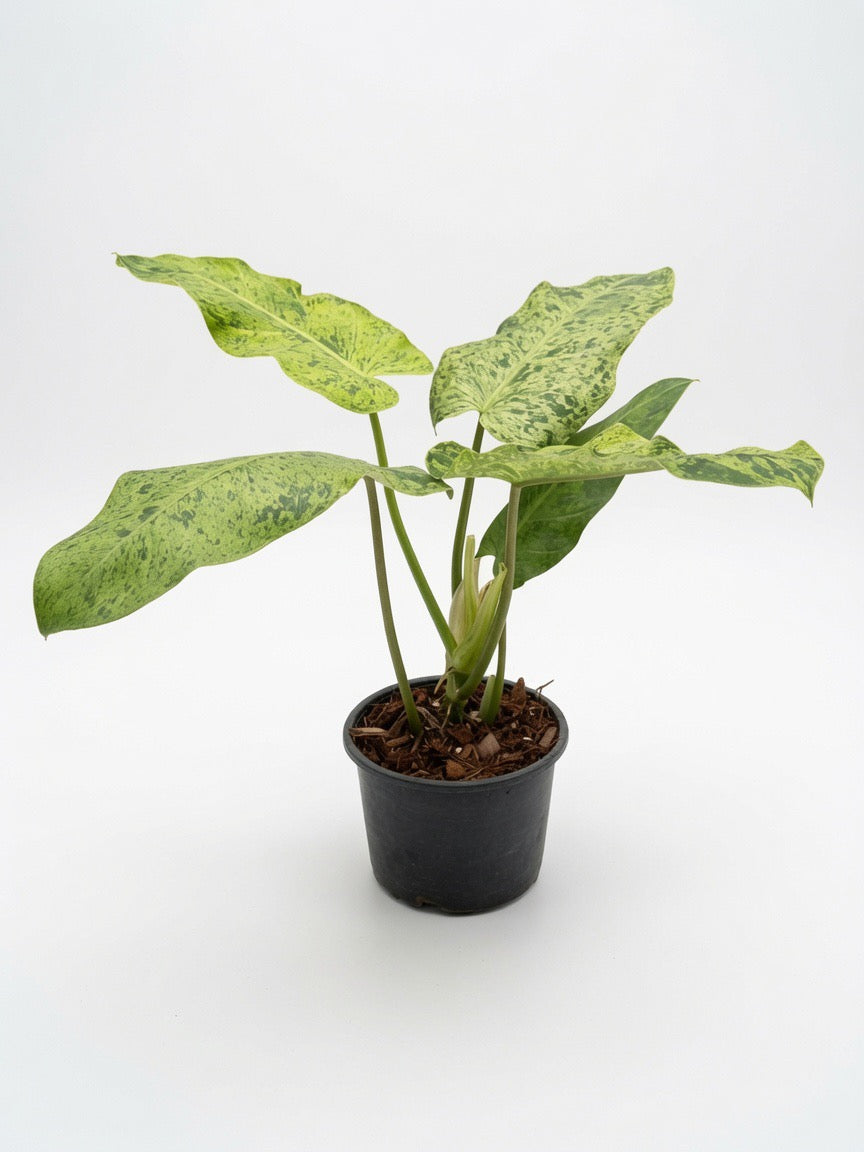Philodendron Whipple Way Mint Variegated - Set of 10 Plants