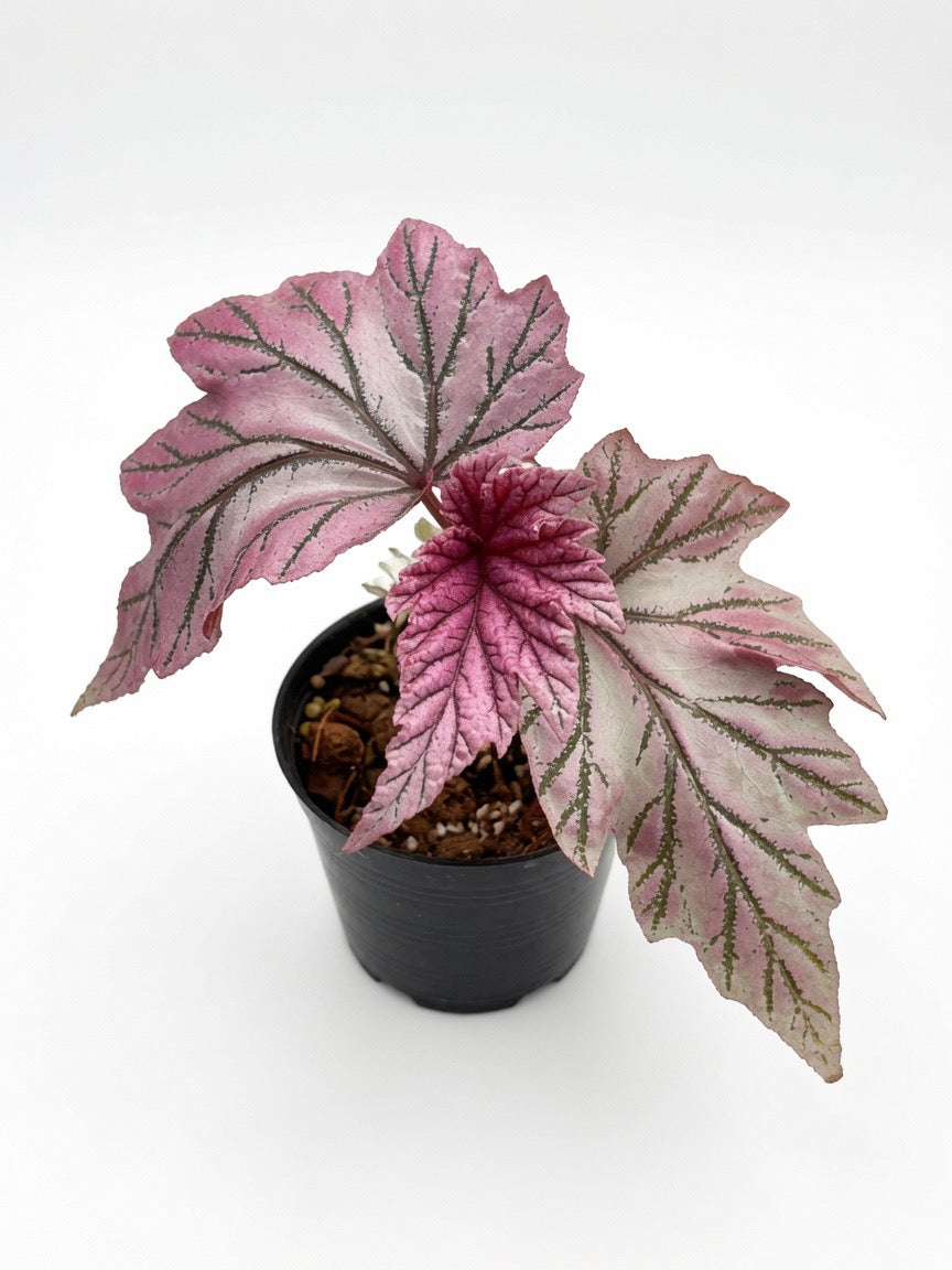 Begonia Lamoon in black pot - rare cane begonia with asymmetrical wing-shaped leaves, silver spotting, and rich burgundy undersides