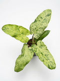 Philodendron Whipple Way Mint Variegated - Set of 10 Plants