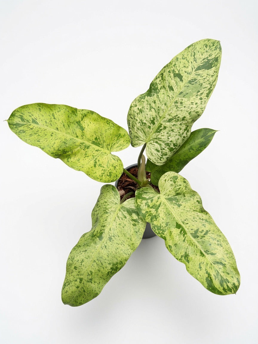 Philodendron Whipple Way Mint Variegated - Set of 10 Plants