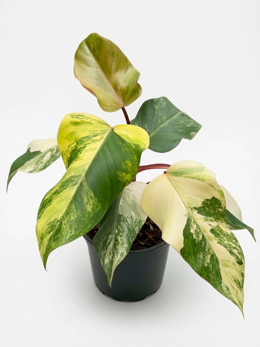 Philodendron Strawberry Shake Variegated - Set of 10 Plants