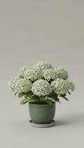 Flowering Dogwood Tree Professionally Pruned