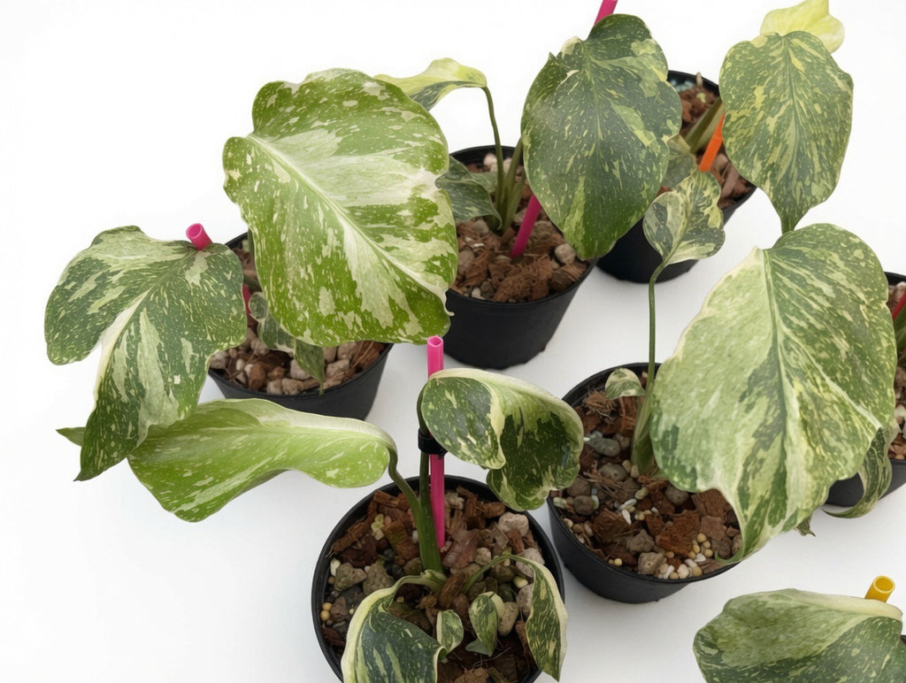 Monstera Deliciosa ‘Electro Light’ (Electrolyte) Mutation Tricolor - Set of 10 Plants