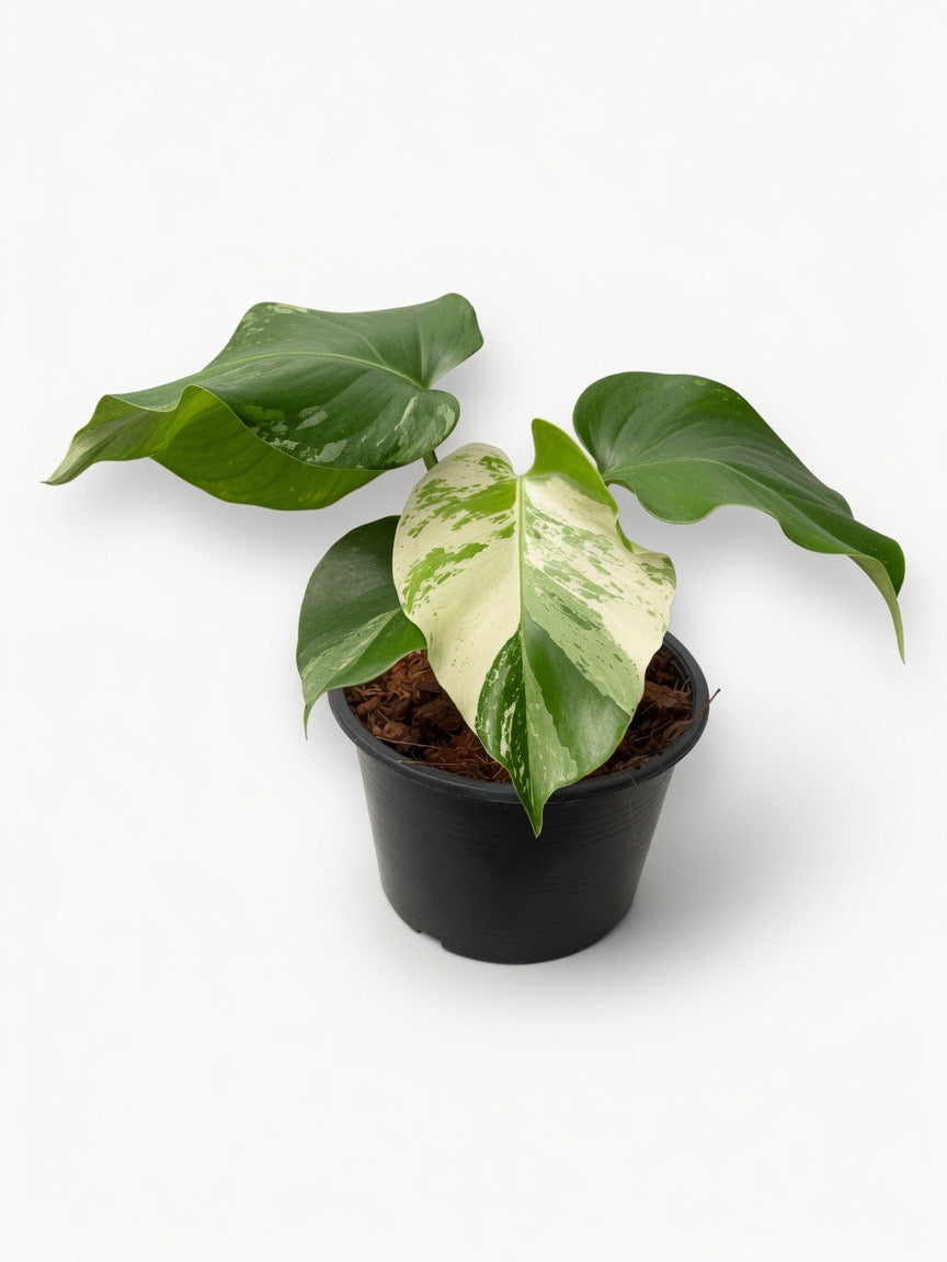 Monstera Deliciosa ‘Light Lime’ - Set of 10 Plants