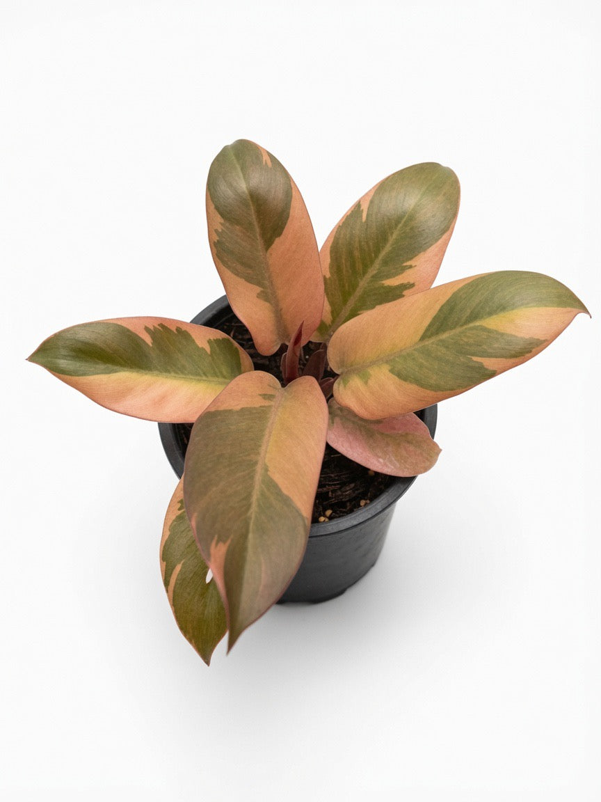 Philodendron Black Cardinal Variegated (No.2) - Set of 10 Plants