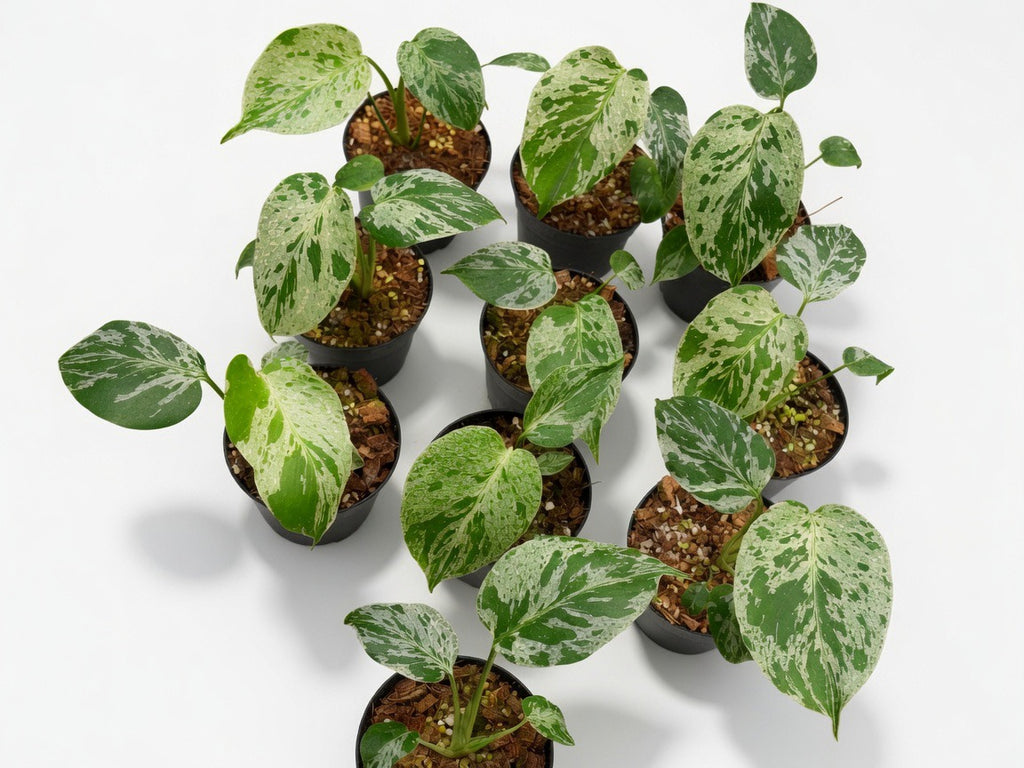Monstera Deliciosa ‘Bulbasaur’ Variegated - Set of 10 Plants