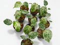 Monstera Deliciosa ‘Bulbasaur’ Variegated - Set of 10 Plants