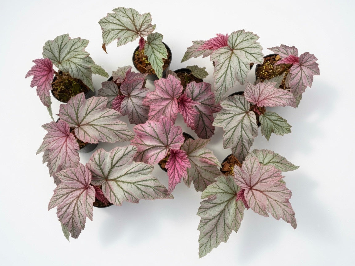 Set of 10 Begonia Lamoon cane plants - rare silver spotted olive green leaves with burgundy undersides, premium wholesale batch