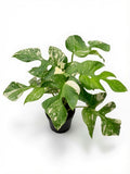 Rhaphidophora Tetrasperma ‘Thai Constellation’ Variegated - Set of 10 Plants