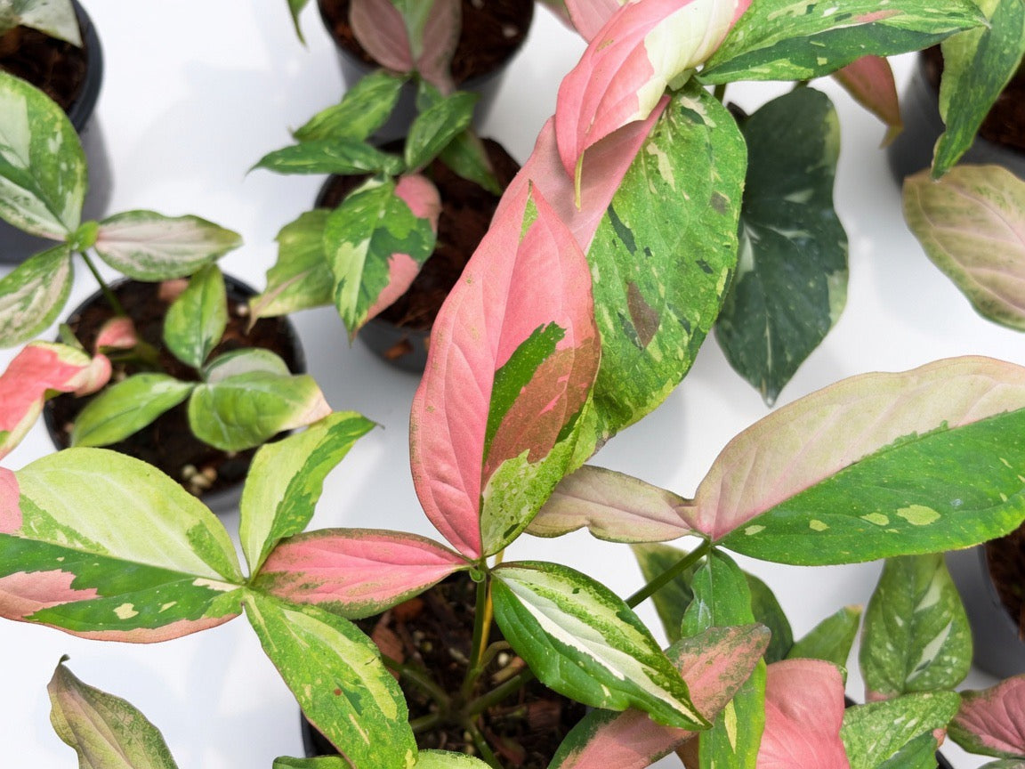 Syngonium Pink Marble Gems - Set of 10 Plants