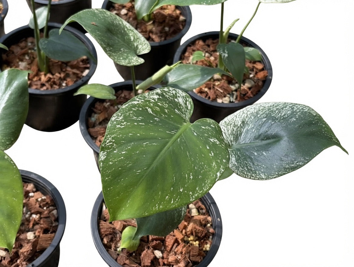 Monstera Deliciosa ‘Devil Monster’ TC Seedlings (6-Inche Pot) - Set of 10 Plants