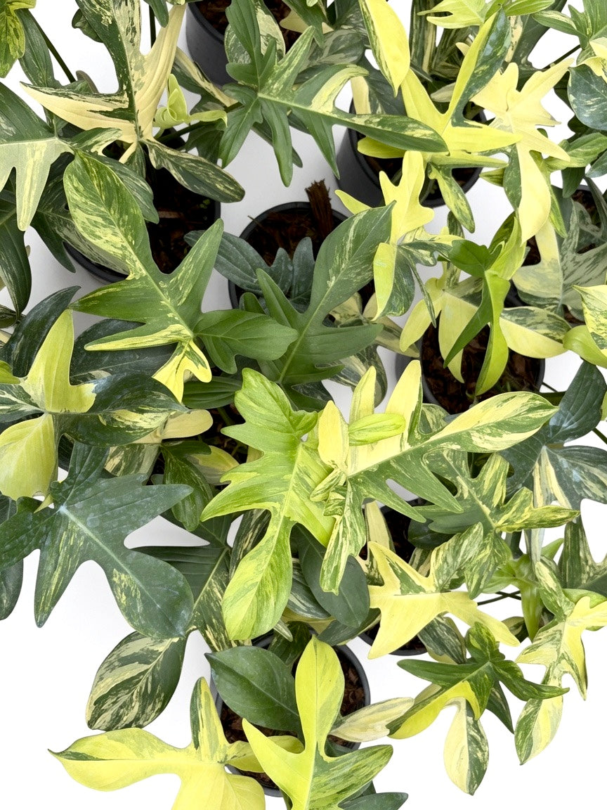 Philodendron Pedatum Variegated - Set of 10 Plants