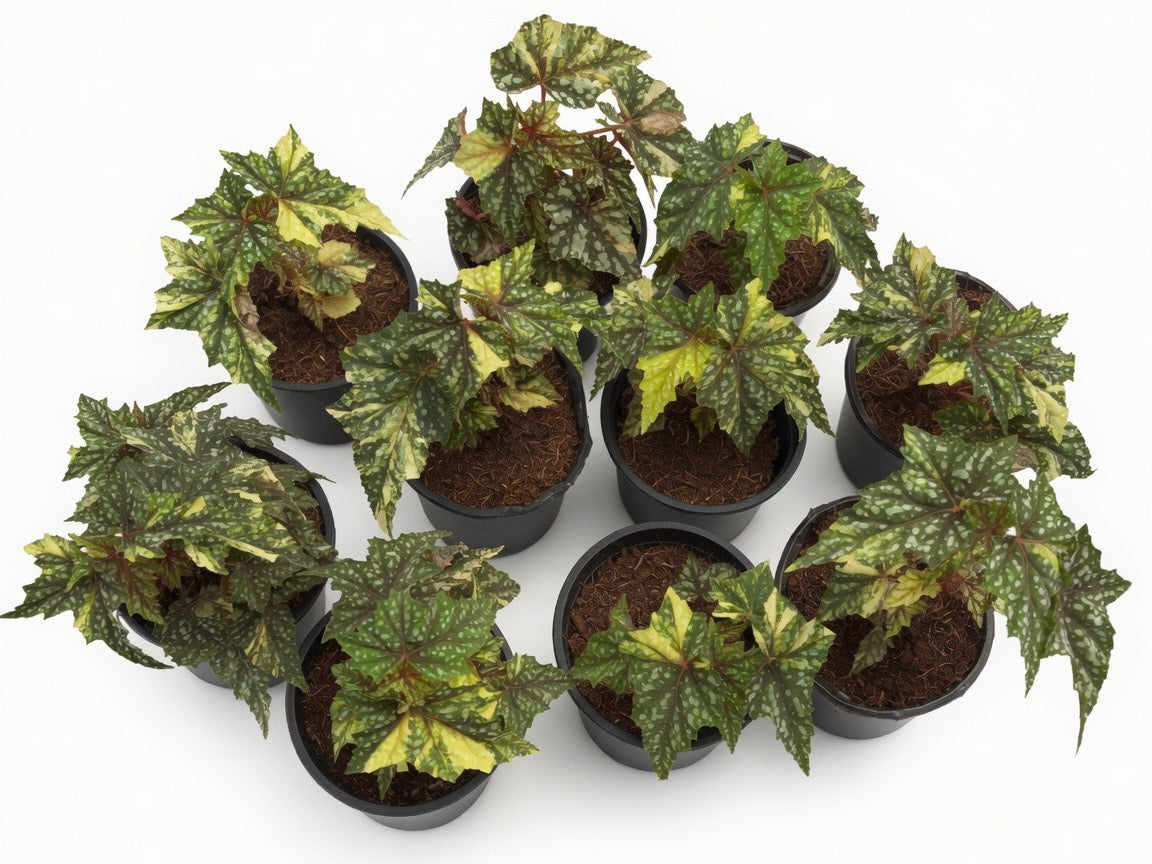 A cluster of variegated begonia 'Izumo' plants in small black plastic pots with brown soil, arranged on a plain white background.